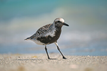 Black-Bellied Plover wild sea birdlooking for food on seaside in summer