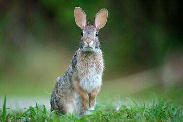Grey small hare eating grass on summer field. Wild rabbit in nature