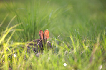 Grey small hare eating grass on summer field. Wild rabbit in nature