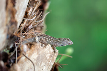 Macro closeup of blown alone lizard warming on summer sun. Anolis sagrei small reptile in native to Florida USA