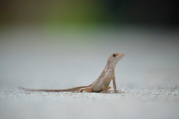 Macro closeup of blown alone lizard warming on summer sun. Anolis sagrei small reptile in native to Florida USA