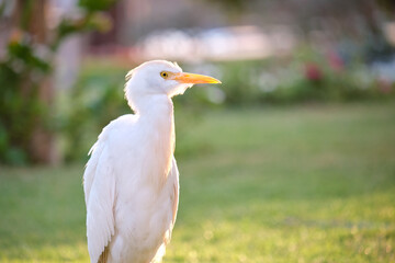White cattle egret wild bird, also known as Bubulcus ibis walking on green lawn in summer