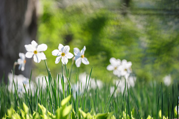 White tender narcissus flowers blooming in spring sunny garden - obrazy, fototapety, plakaty