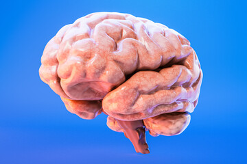 Human Brain Anatomy 3D Illustration