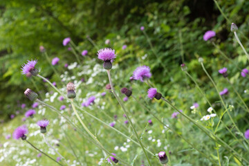 Field of thistles and daisy fleabane blooming next to the forest