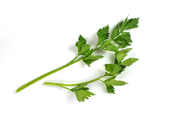 Celery sprig close-up isolated on white background