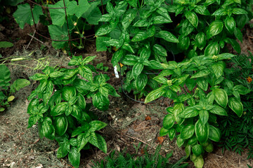 Basil Garden