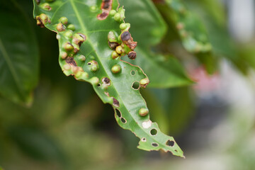 Naklejka premium Guava rust symptoms on leaves