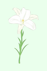 Close-up white lily flower on green background in vector flat illustration art design