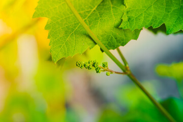 The germ of a bunch of grapes with green berries close-up in the vineyard. Dawn lighting