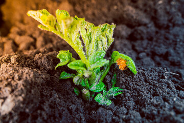 Close-up of a young potato sprout in a garden bed with an oviposition of the Colorado potato beetle. garden insect pests