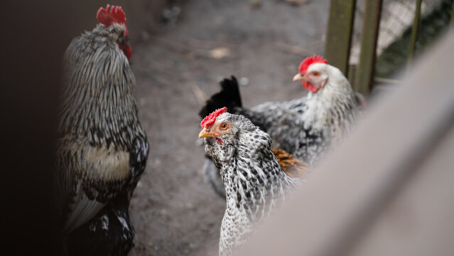 Domestic faverolles hen looks into the frame against the background of other chickens and a rooster