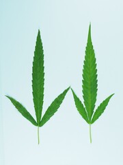 Ruderalis (Cannabis ruderalis) Ruderalis cannabis species has a source It originates in the central and eastern parts of Europe. It has a short stem that looks like a weed. The leaves are broad with 3
