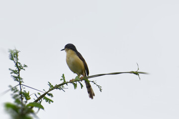 a woodpecker on a branch