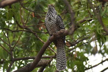 owl on a branch