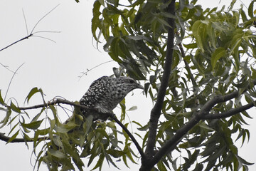 owl on a branch