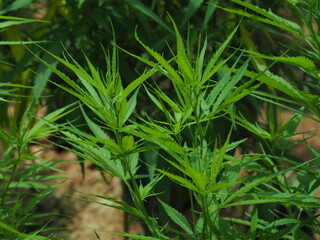 Fototapeta na wymiar Ruderalis (Cannabis ruderalis) Ruderalis cannabis species has a source It originates in the central and eastern parts of Europe. It has a short stem that looks like a weed. The leaves are broad with 3