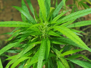 Ruderalis (Cannabis ruderalis) Ruderalis cannabis species has a source It originates in the central...