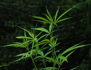 Ruderalis (Cannabis ruderalis) Ruderalis cannabis species has a source It originates in the central and eastern parts of Europe. It has a short stem that looks like a weed. The leaves are broad with 3