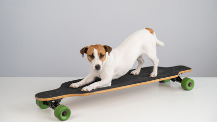 Dog jack russell terrier posing on a longboard in front of a white background. 