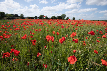Fototapeta na wymiar Wheat fields with poppies in Cambridgeshire, England