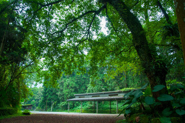 forest, tree-lined, parking lot, cool, shade, carport