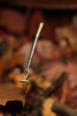 Copera is a genus of damselflies in the family Platycnemididae