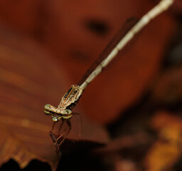 Copera is a genus of damselflies in the family Platycnemididae