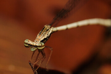 Copera is a genus of damselflies in the family Platycnemididae