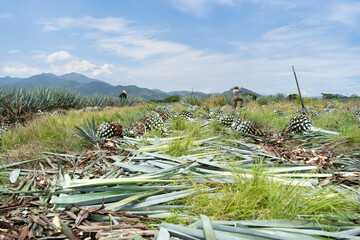 Los trabajadores están cortando o jimando las plantas de agaves para elaborar tequila.	