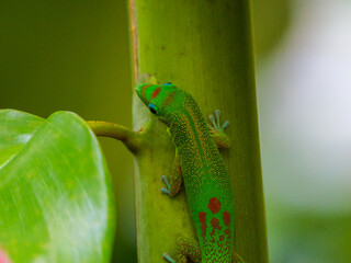 Green gecko on stem in jungle of Hawaii 