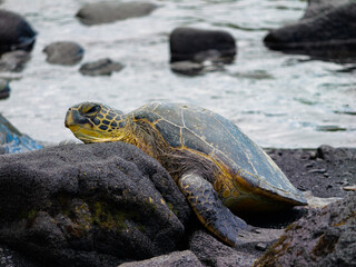 Green sea turtles on black sand beach on big island of Hawaii