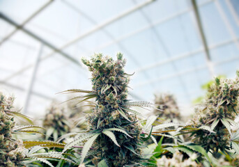 cannabis marijuana farm industry.