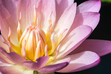Close-up of blooming white and pastel pink fancy waterlily or lotus flower on black water background.