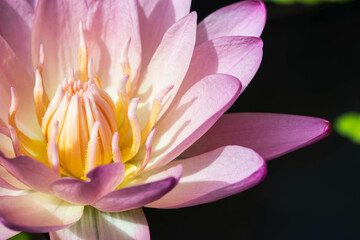 Close-up of blooming white and pastel pink fancy waterlily or lotus flower on black water...