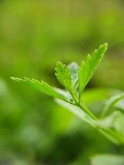 green leaf with dew drops