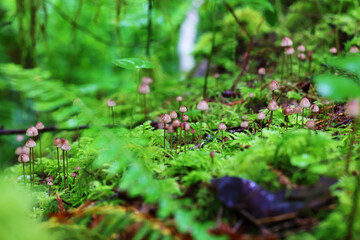 Mushroom Forest