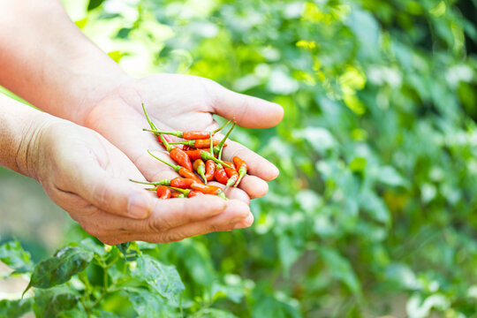 group of red peppers in hand agricultural harvest