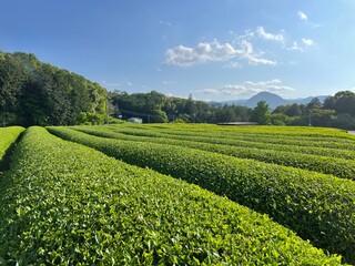 Fototapeta na wymiar Japanese Tea Plantation 1