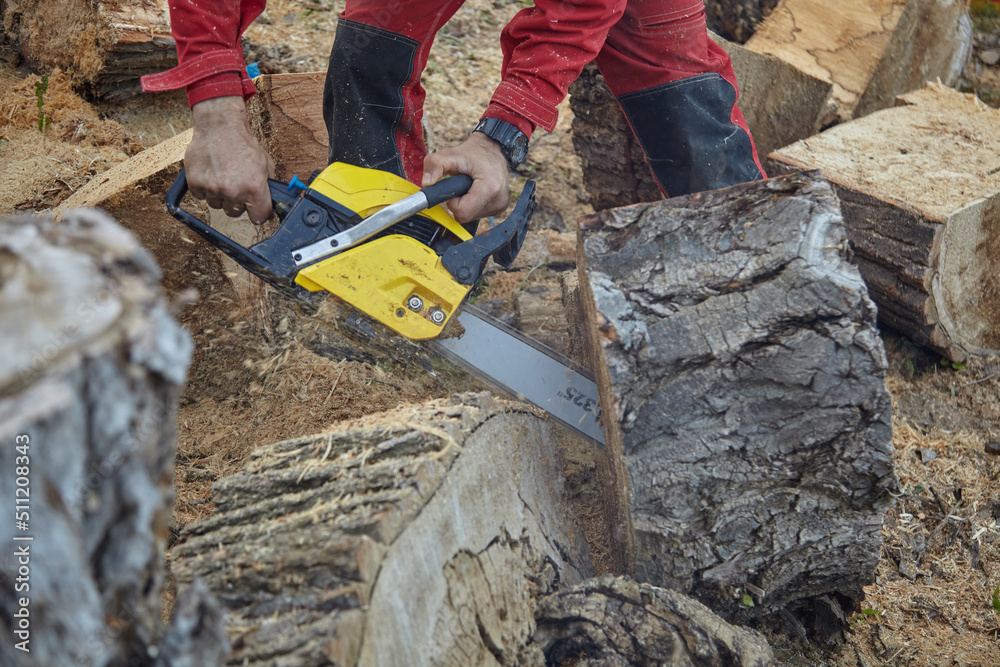 Wall mural a lumberjack chainsaw. harvesting of firewood. cutting down trees.