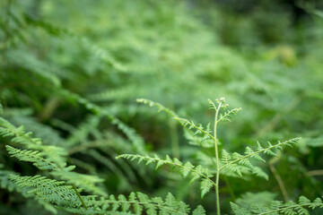 fern leaf
