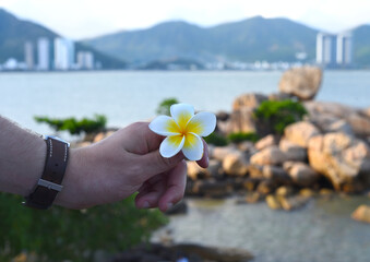 A hand holding white plumeria flower 
