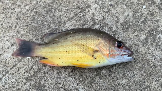 Small yellow mangrove jack fish lying on the concrete floor