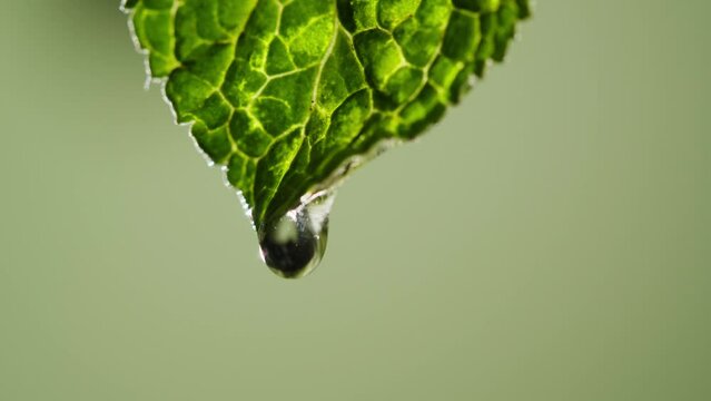 Mint leaf close-up. Herbs, healthy eating. Menthol leaves texture on green background. Aroma herbal tea.