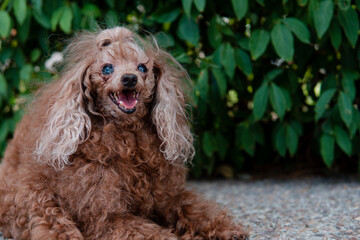 Detailed shot of a very furry, cute and funny little dog that looks at the camera with its mouth open and leaves behind.