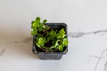 Soleirolia soleirolii baby tears plant in small pot