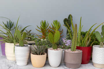Cactus and succulents potted plants white shelf against grey wall background
