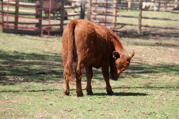 brown cow grazing, Fort Edmonton Park, Edmonton, Alberta