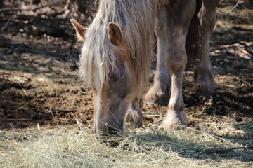 Fototapeta premium horse eating grass