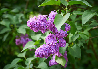 Blooming purple lilac branche "Syringa vulgaris Andenken an Ludwig Spath" on green background in the garden